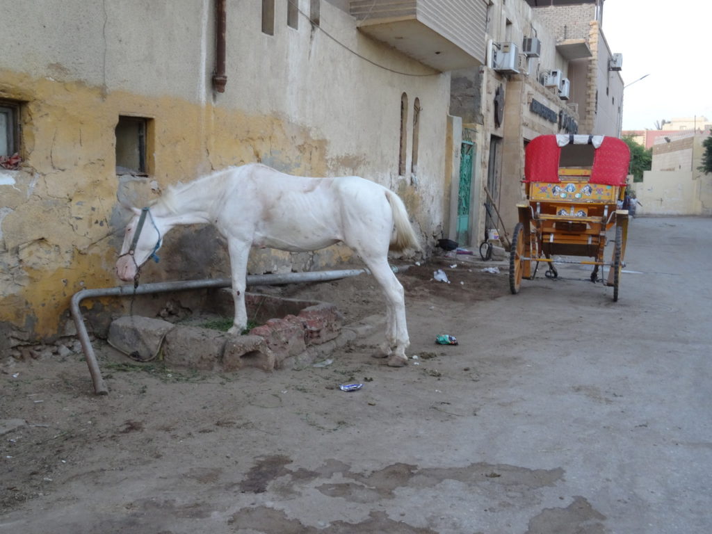 cheval et sa cariole dans une ruelle près des pyramides de guizeh