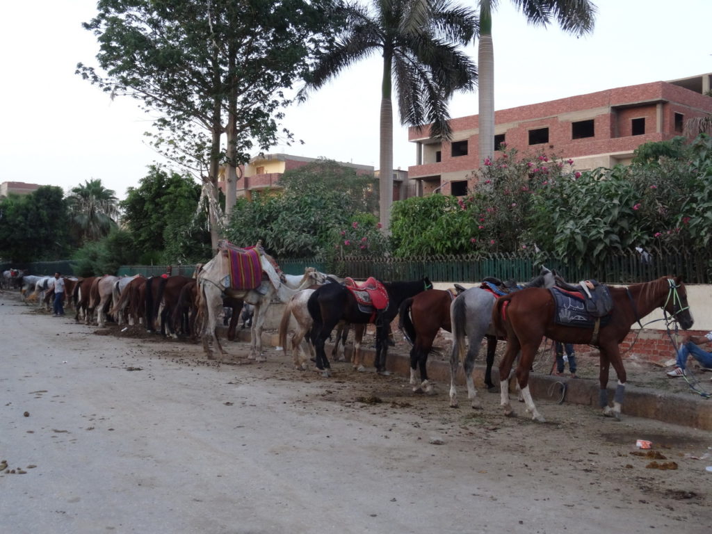 chevaux dans une ruelle près des pyramides de guizeh