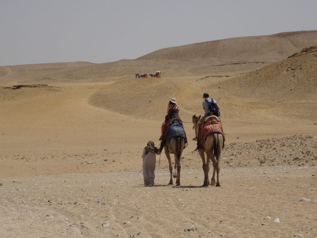 dromadaires dans le désert aux pyramides de Giza