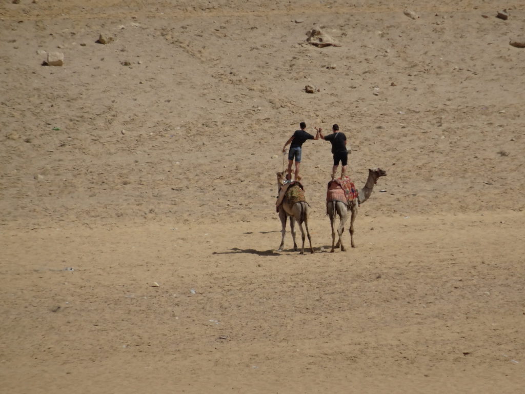 dromadaires dans le désert autours des pyramides