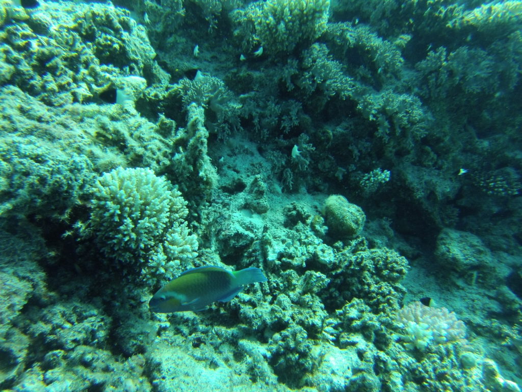 plongée 2 à Hurghada