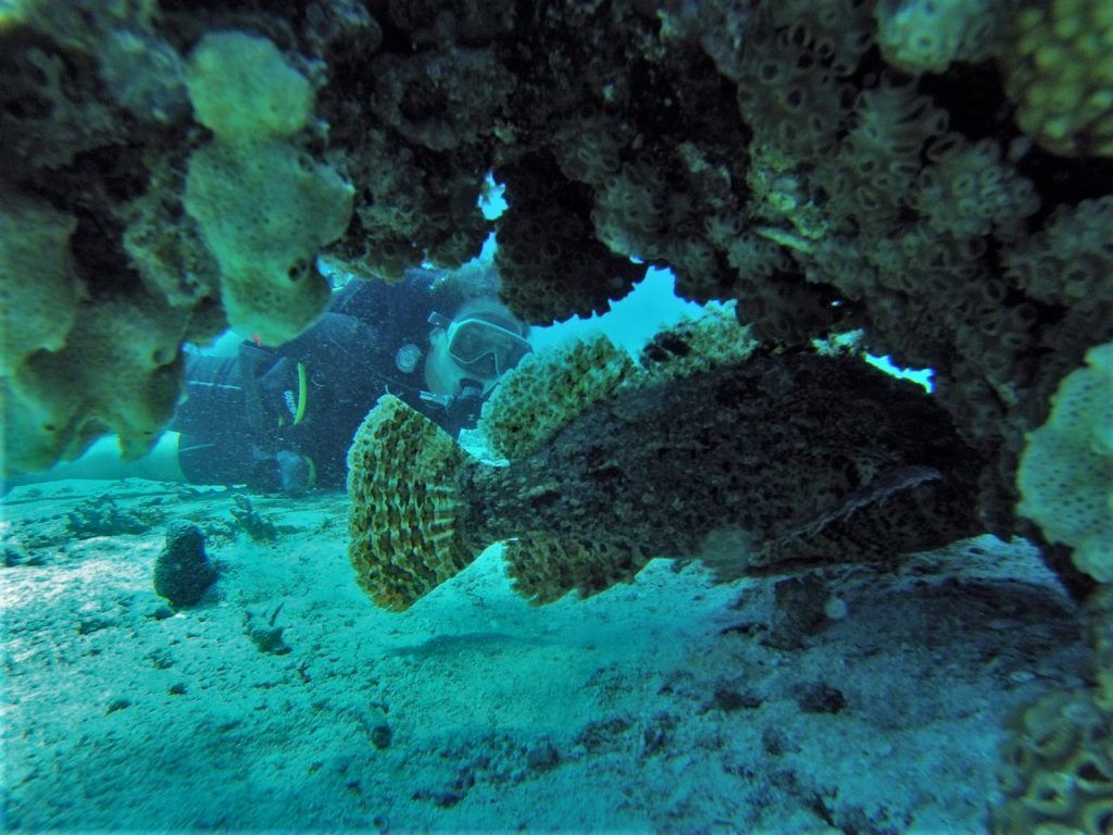 plongée 2 à Hurghada, poisson pierre