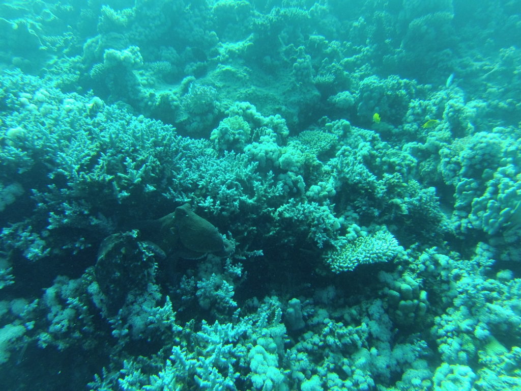 plongée mer rouge, hurghada, pieuvre octopus