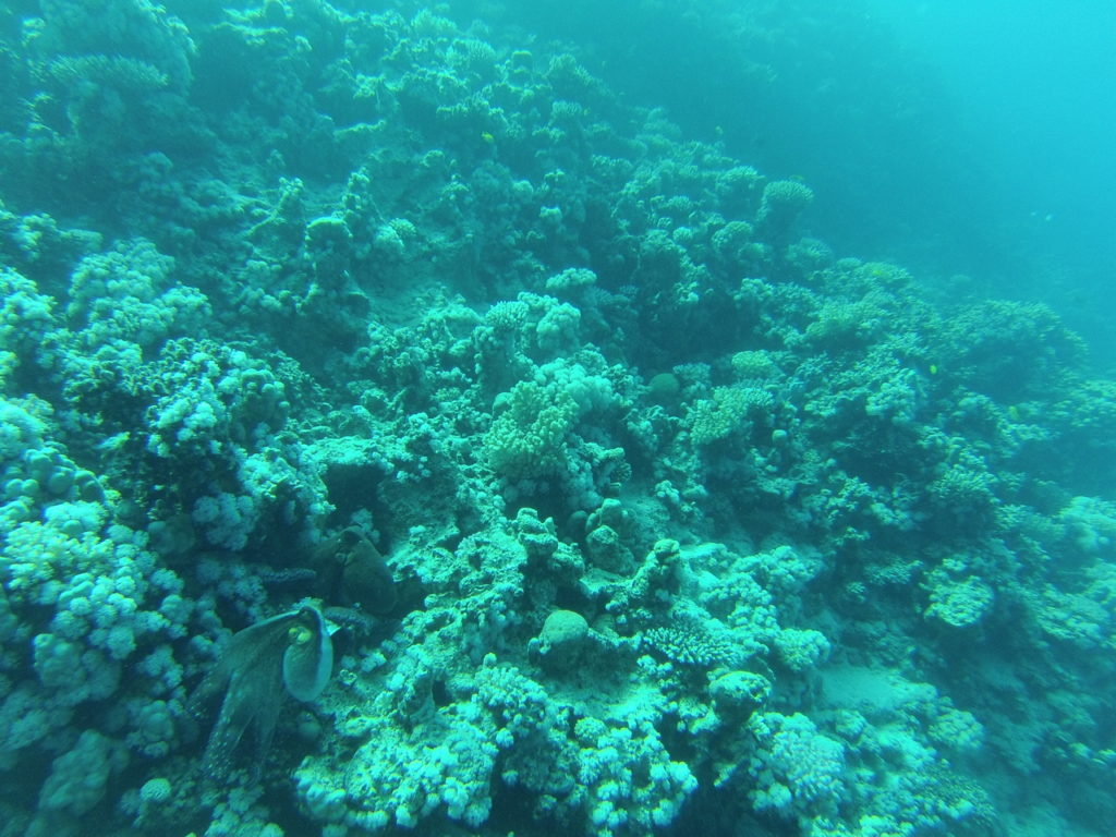 plongée mer rouge, hurghada, pieuvre octopus