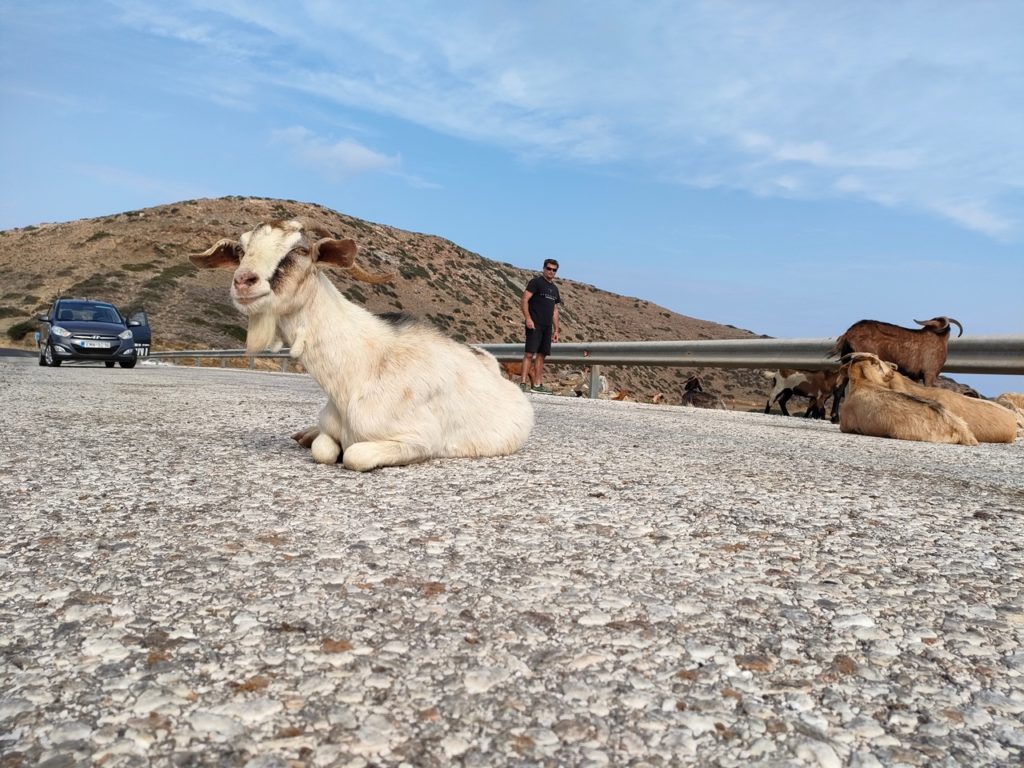 chèvres sur les routes de montagnes de Ios