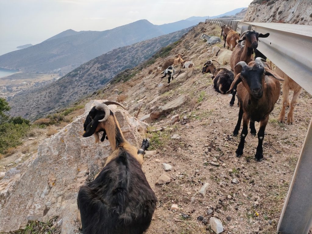 chèvres sur le bord des routes de montagnes de Ios