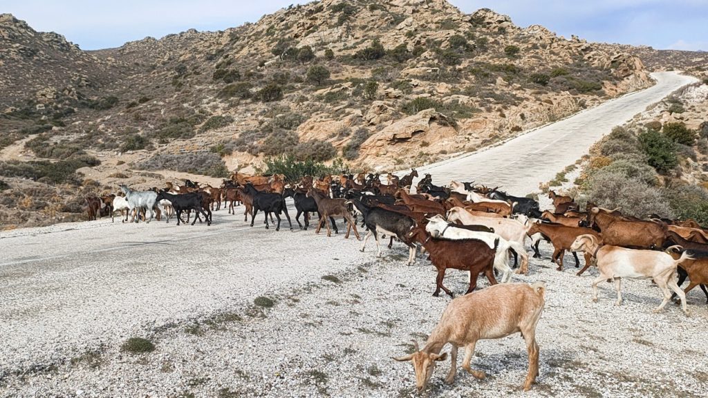 chèvres dans les montagnes qui traversent la route, à Ios