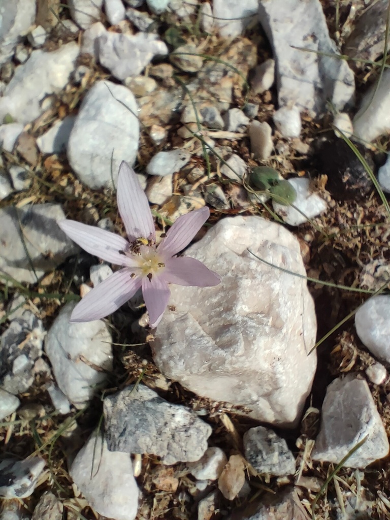 fleur qui pousse dans les cailloux au dessus de la plage de Manganari, Ios