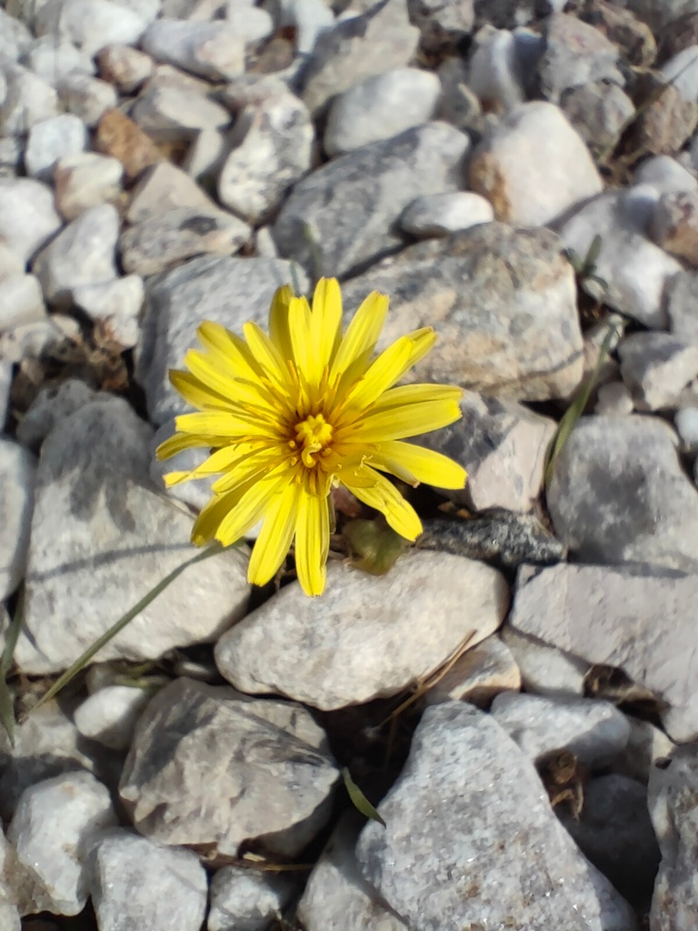 fleur qui pousse dans les cailloux au dessus de la plage de Manganari, Ios