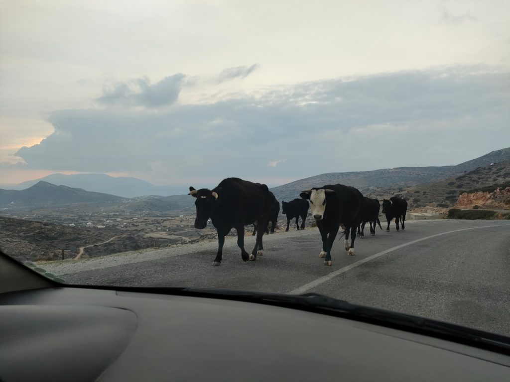 vaches sur les routes montagneuses de Ios