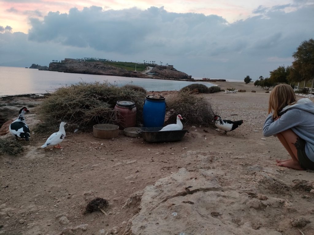 chatounette et les canards à la Plage de Koumbara, Ios