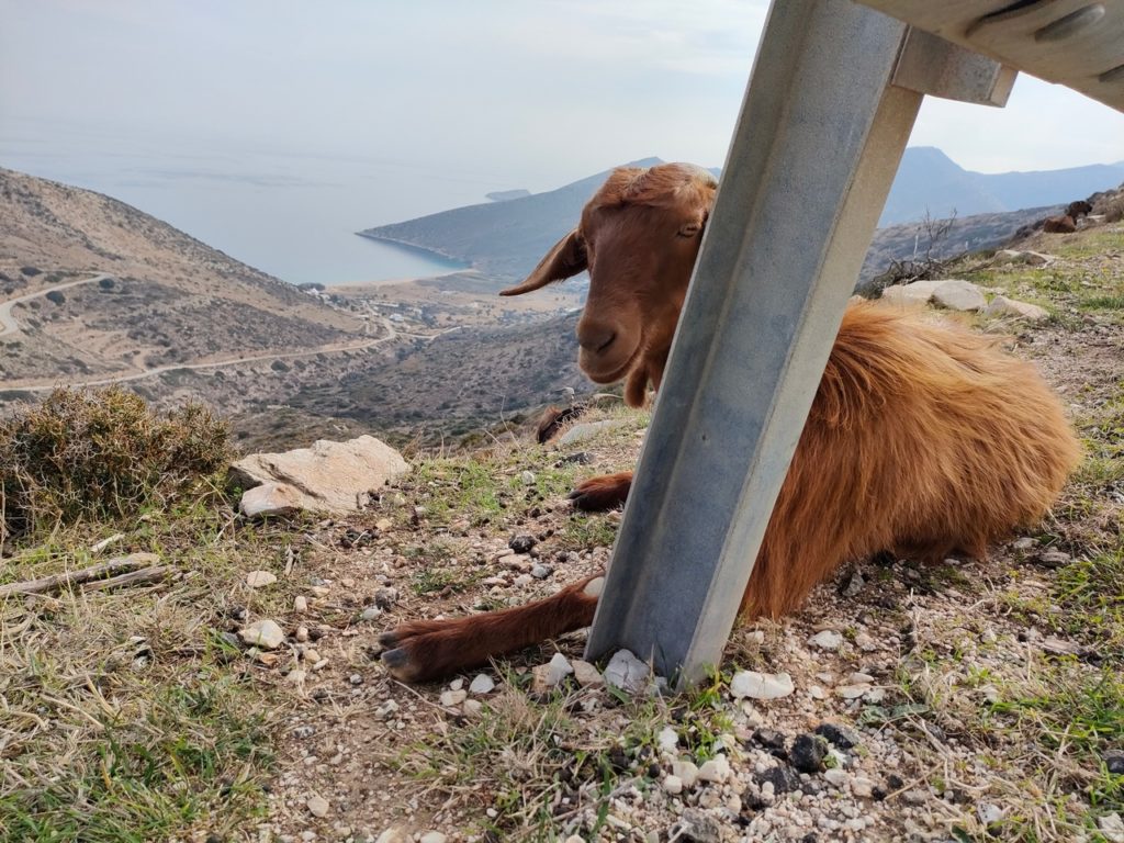 chèvres sur le bord des routes de montagnes de Ios