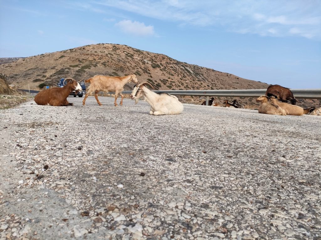 chèvres sur les routes de montagnes de Ios