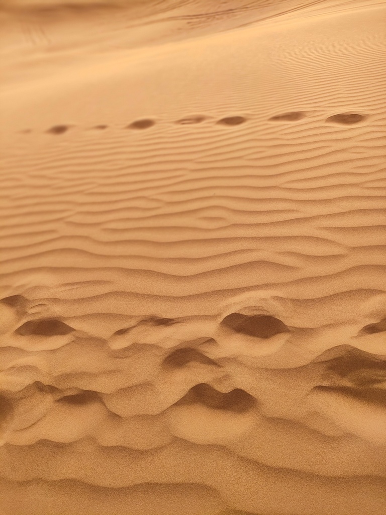 excursion dans le désert de Dubaï - dunes bashing 4x4 dans les dunes de sable, sable