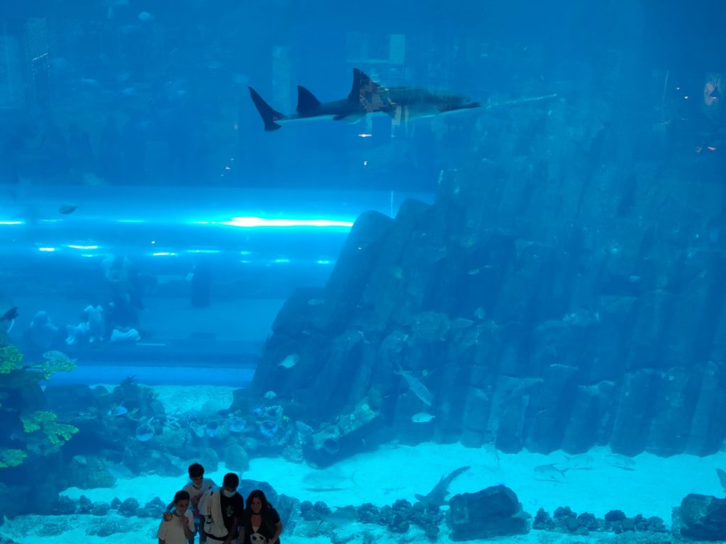 aquarium de dubaï mall, poisson scie