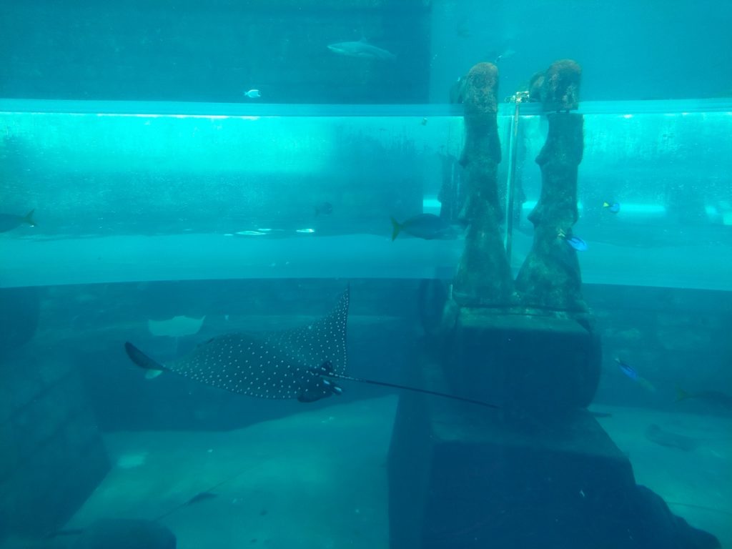 toboggan aquatique qui passe à travers l'aquarium, atlantis, dubai