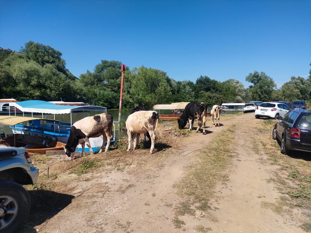 Vaches venant boire à Virpazar sur le lac Skadar
