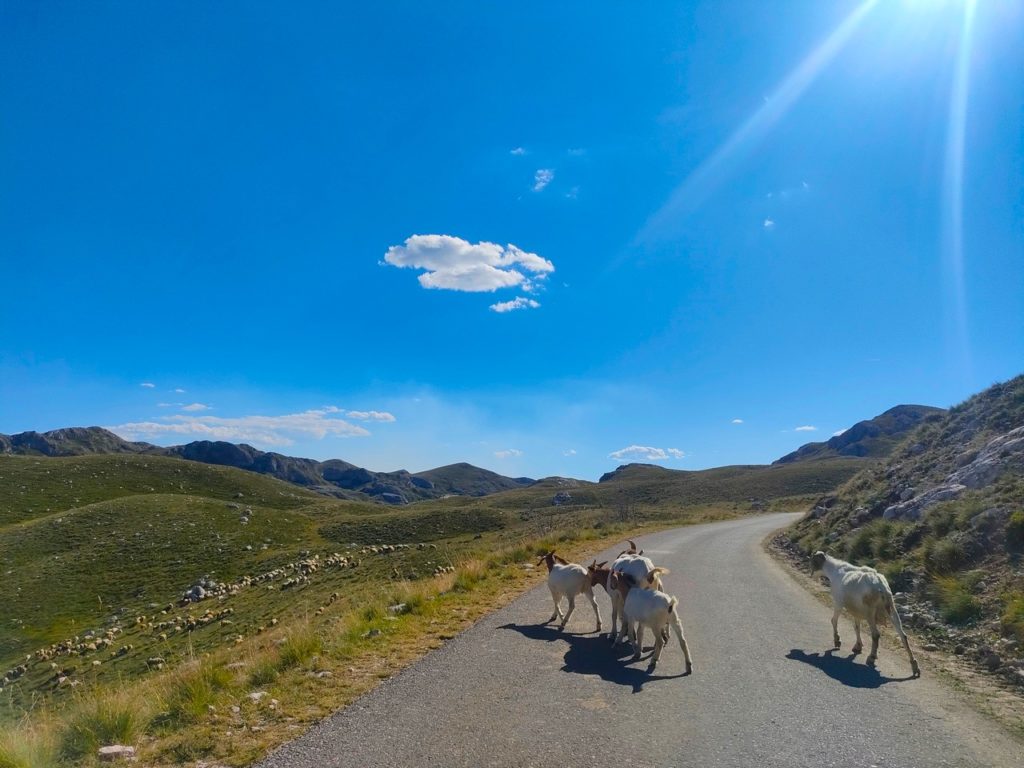 Parc National du Durmitor, chèvres sur la route