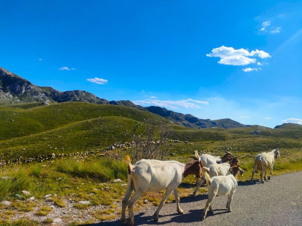 Parc National du Durmitor, chèvres sur la route
