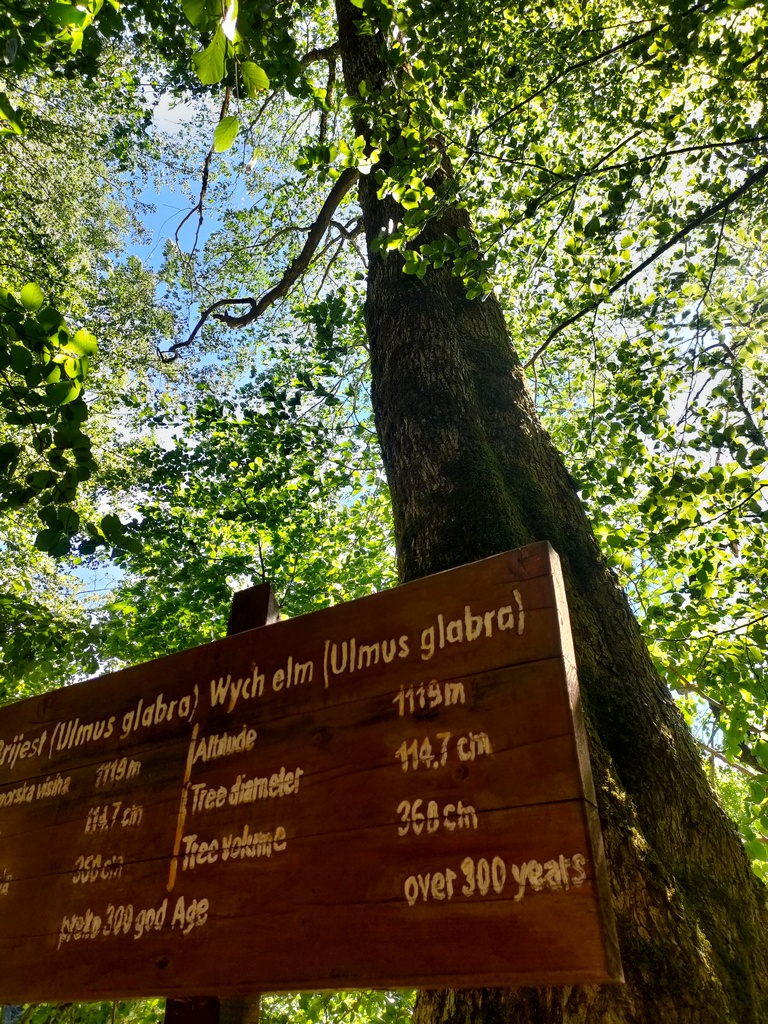 Arbre de plus de 300 ans du Parc National de Biogradski Gora