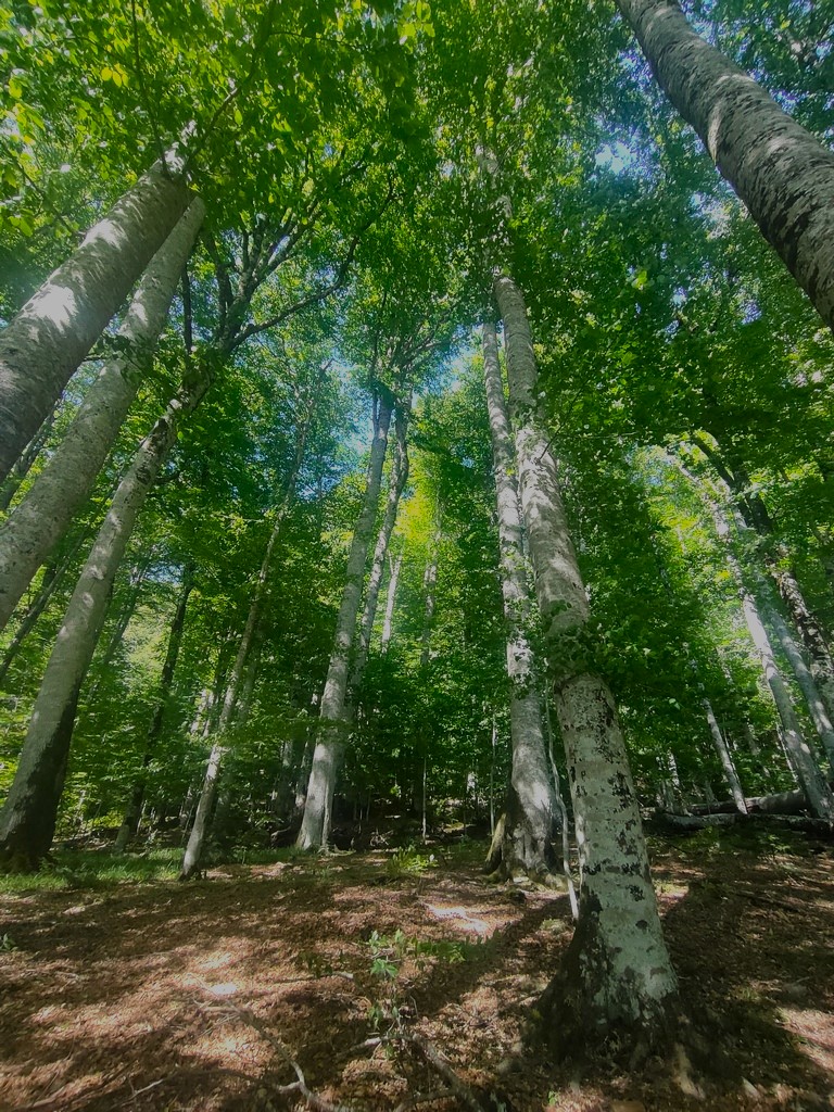 Arbres du Parc National de Biogradski Gora