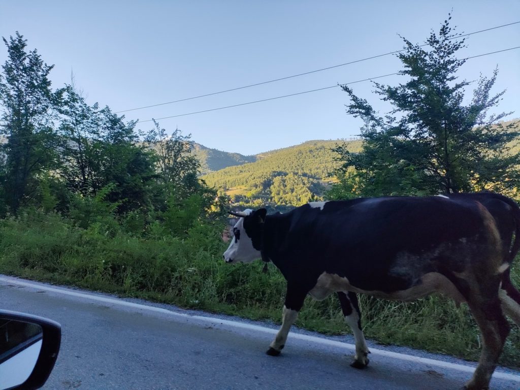 vache sur la route au monténégro