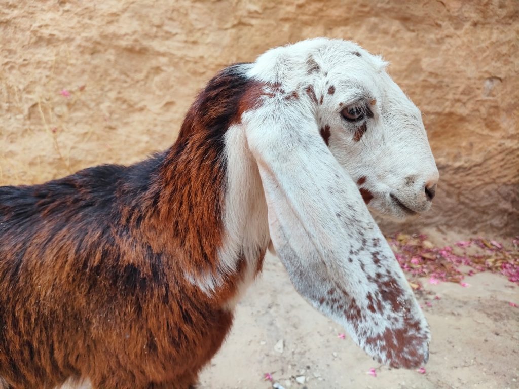 portrait de chèvre à Little Pétra