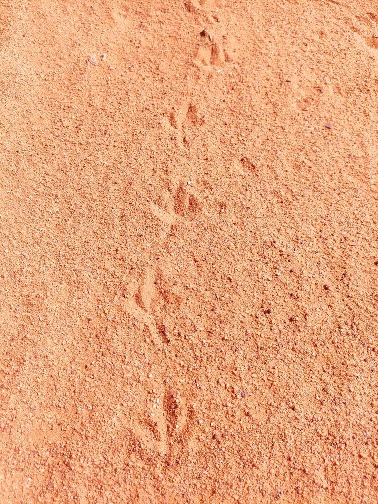 traces de pas d'animaux dans le désert du wadi rum