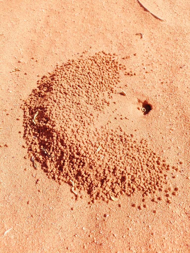 tanière creusée par les fourmis dans le désert du wadi rum