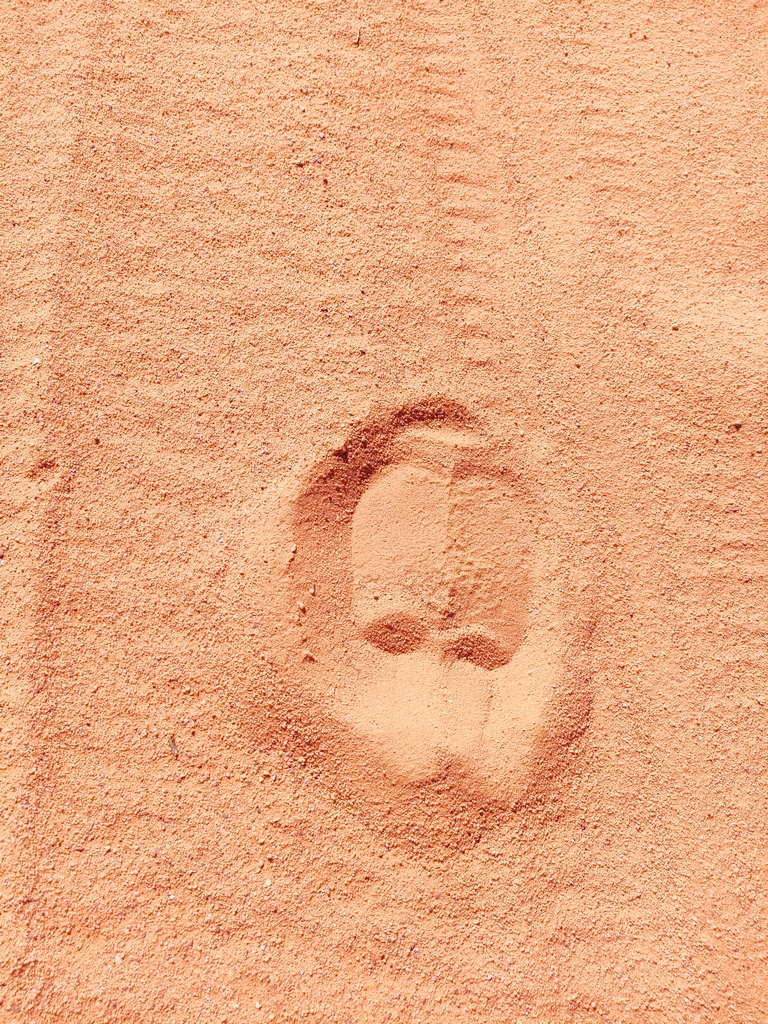 traces de pas d'animaux (dromadaire) dans le désert du wadi rum
