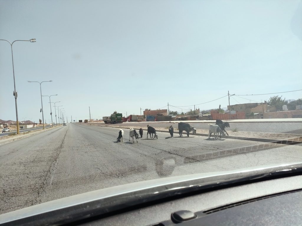 chèvres sur la route en jordanie
