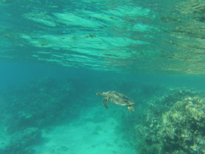 Snorkeling dans la Mer Rouge dont le fameux tank englouti