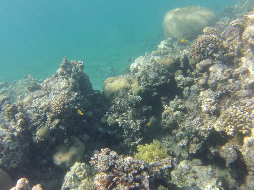coraux, Snorkeling japanese garden, aqaba, mer rouge, jordanie