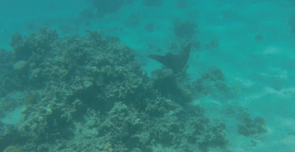raie léopard snorkeling gorgon I, mer rouge, jordanie