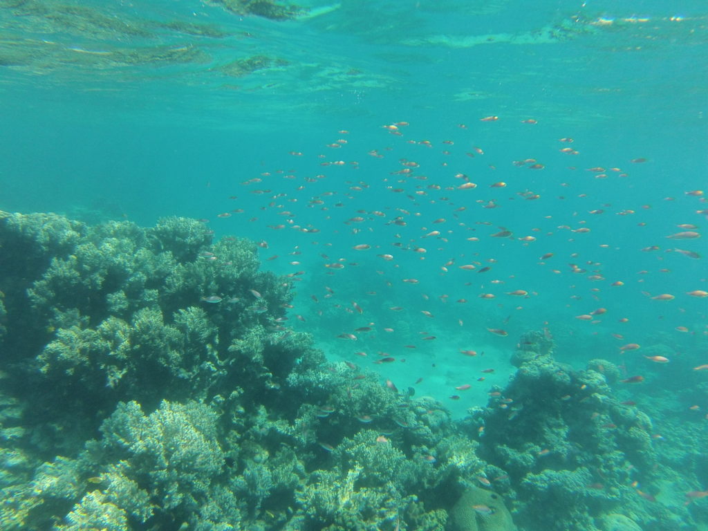 snorkeling gorgon I, mer rouge, jordanie