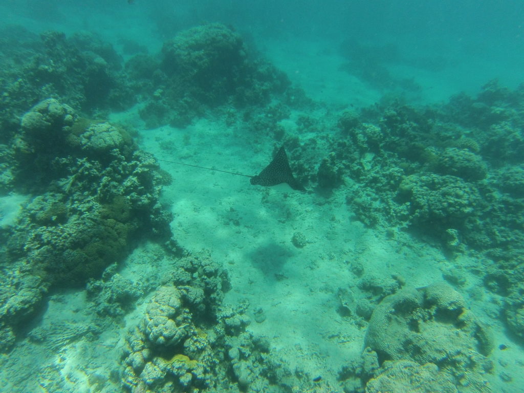 raie léopard snorkeling gorgon I, mer rouge, jordanie