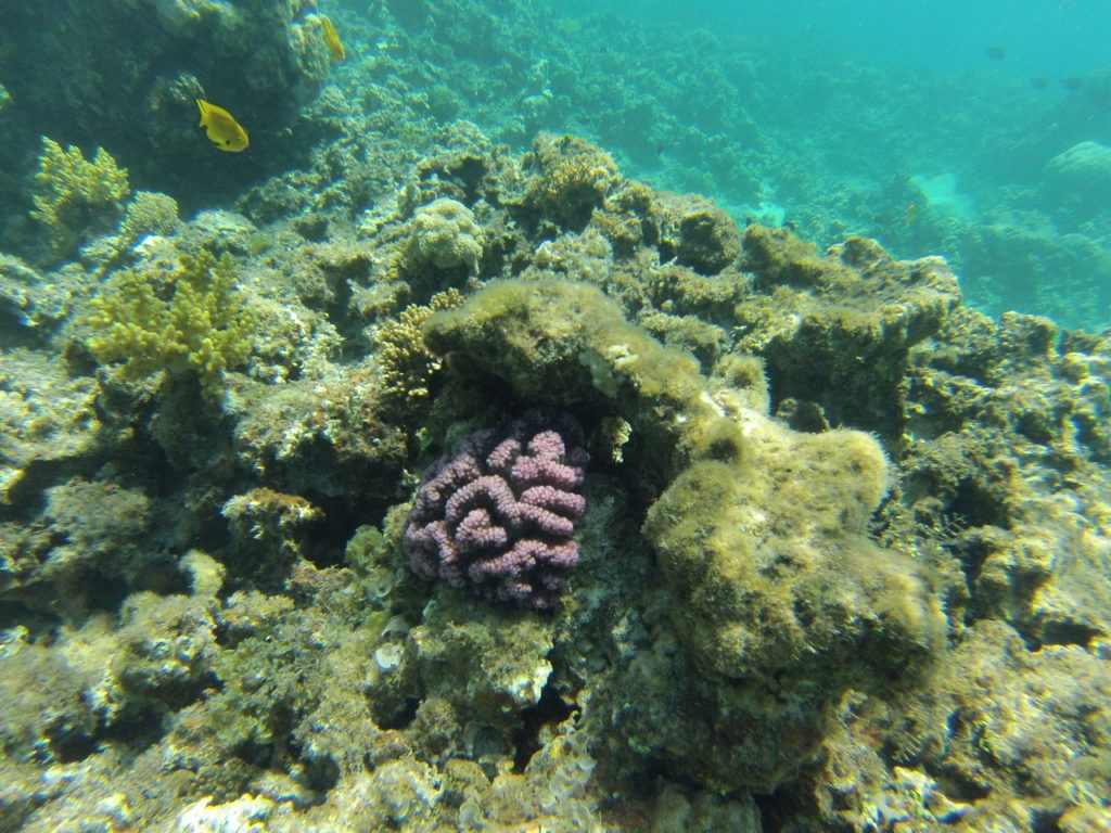 corail snorkeling gorgon I, mer rouge, jordanie