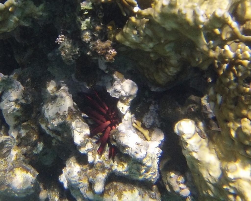 étoile de mer rouge, Snorkeling japanese garden, aqaba, mer rouge, jordanie