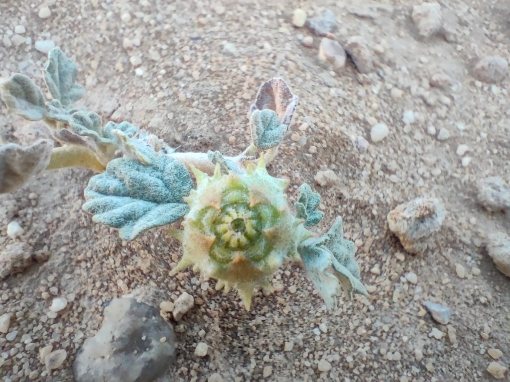 fleur du désert du wadi rum