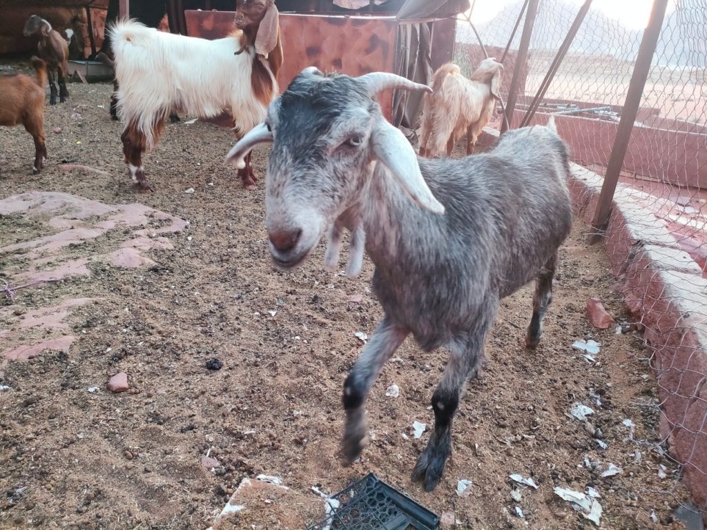 chèvres du wadi rum