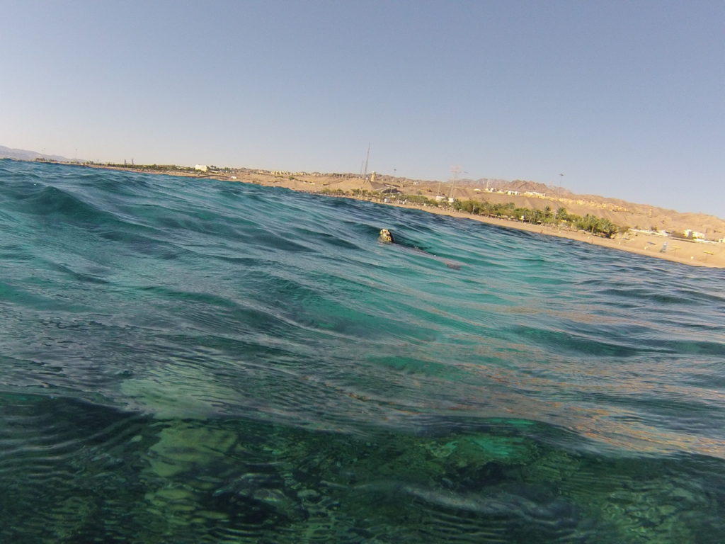 tortue qui sort la tête de l'eau, Snorkeling japanese garden, aqaba, mer rouge, jordanie