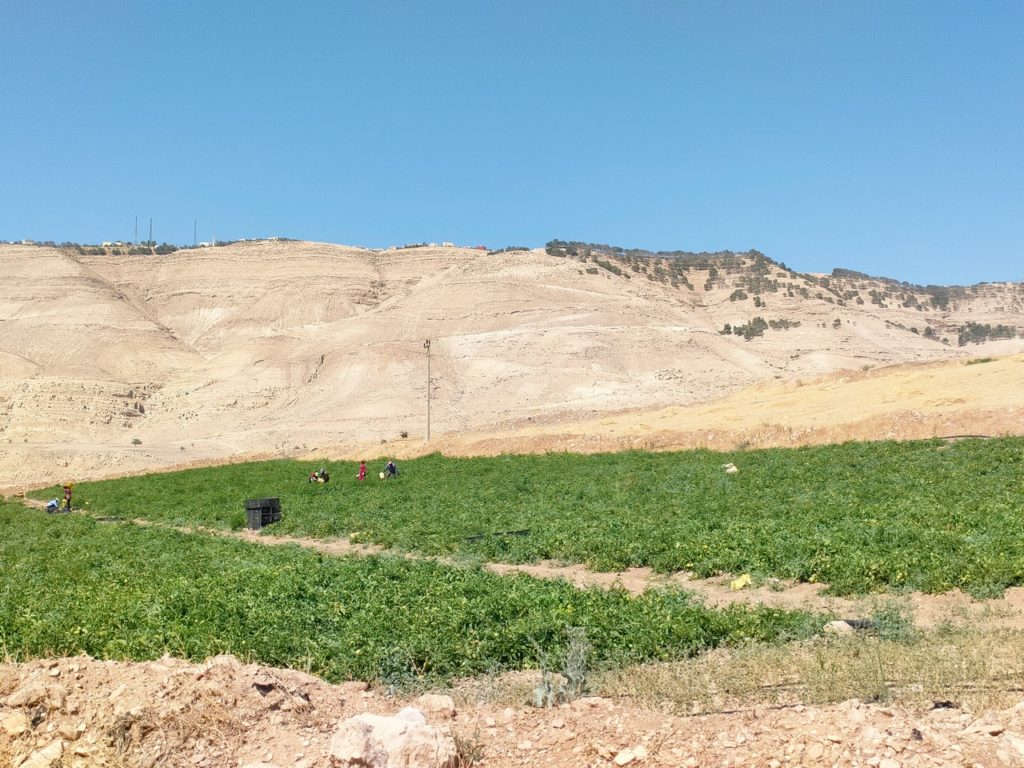 De Kerak à Wadi Ibn Hammad, femmes travaillants dans les champs