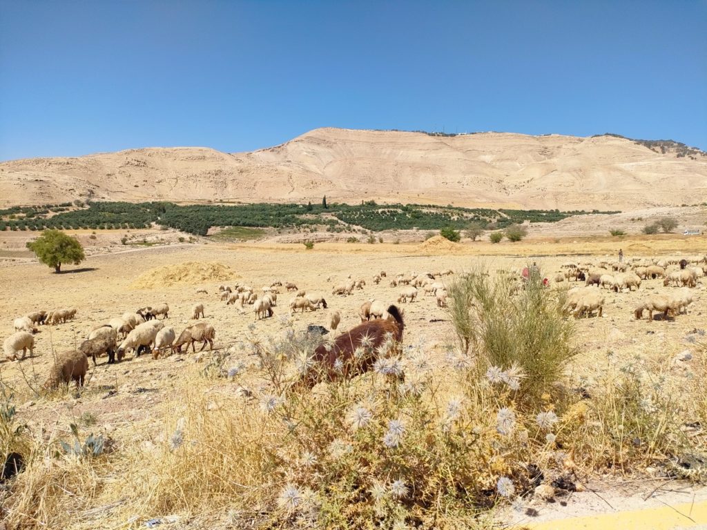 troupeaux De Kerak à Wadi Ibn Hammad