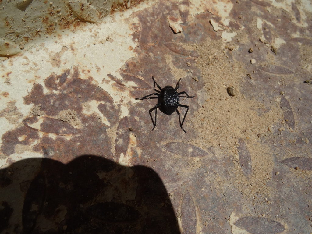 stenocara ou scarabée du désert à hammamat afra