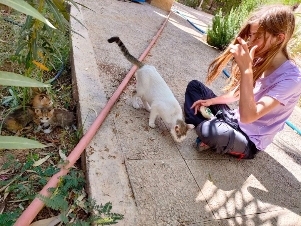 chatounette nourrit un chat à hammamat afra