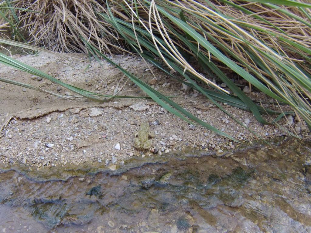 grenouille dans le Wadi Ibn Hammad, source d'eau chaude en Jordanie