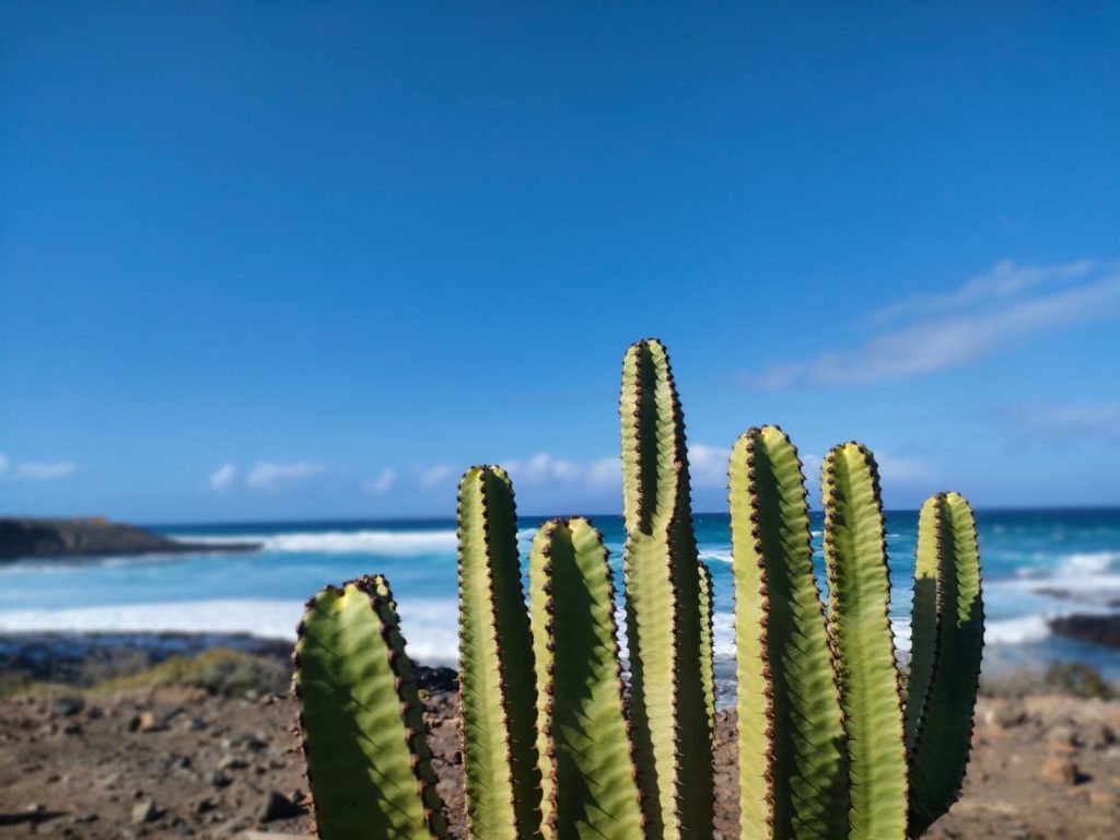 cactus et bord de mer près de los gigantes, ténérife