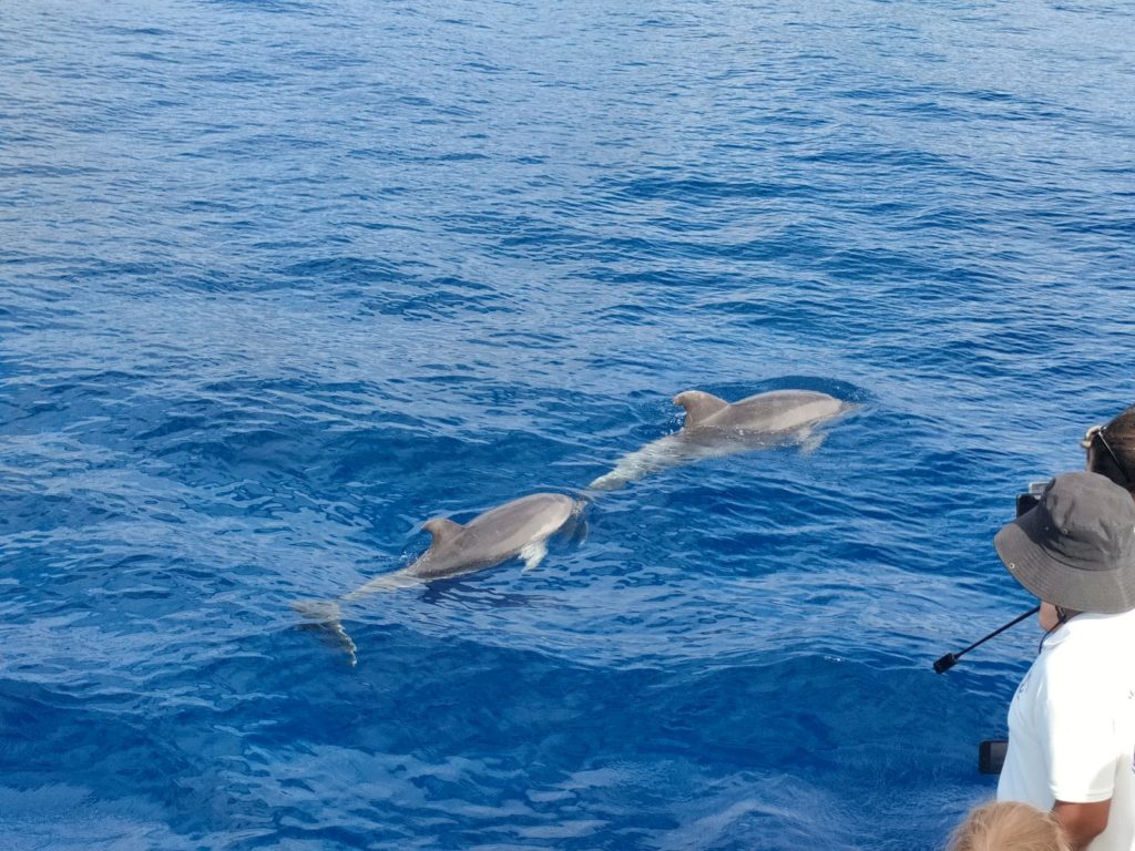 dauphins près de notre bateau, Ténérife