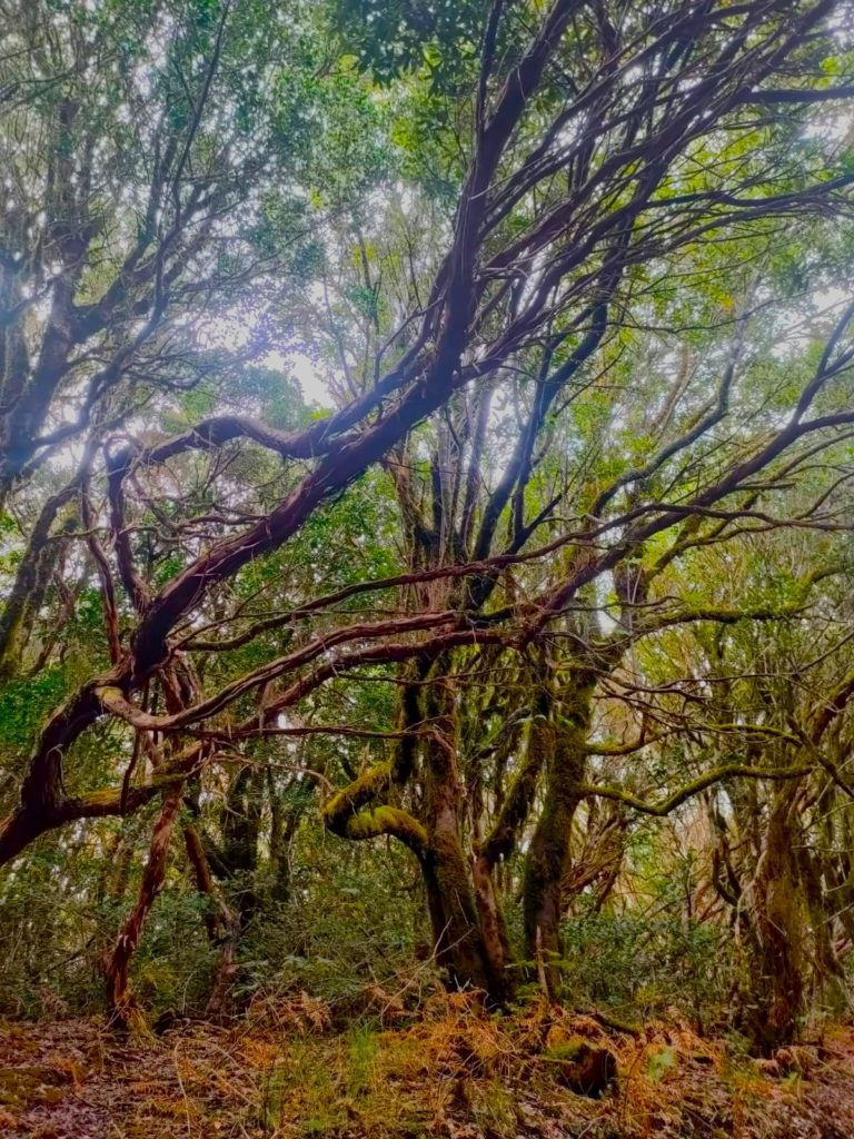 forêt du Parc Régional Anara, Ténérife