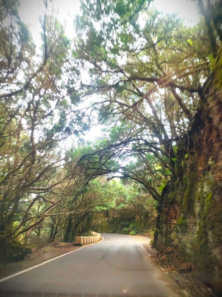 route et forêt du Parc Régional d'Anara, Ténérife